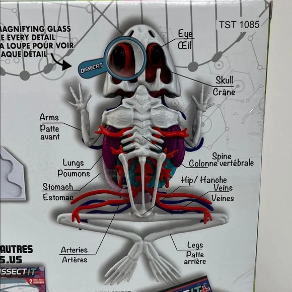 Dissect-It Super Lab Frog - Picture 6 of 12